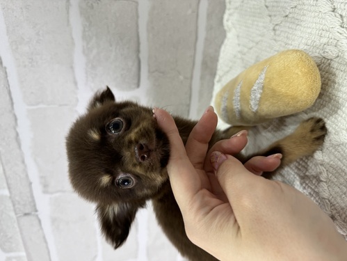 チワワ 犬の販売・譲渡 28205 キラキラお目目の男の子。全て込み。