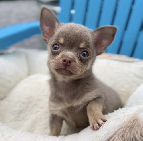 チワワ 犬の販売・譲渡 28209 激レアカラーのチワワくん