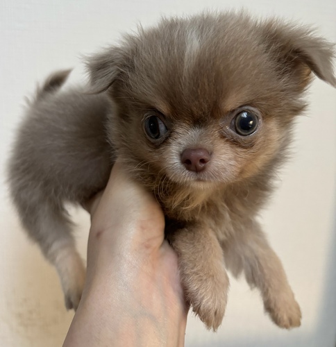 チワワ 犬の販売・譲渡 28213 イザベラタンホワイトLチワワ