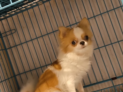 チワワ 犬の販売・譲渡 28220 可愛いお顔の女の子
