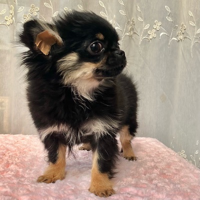 チワワ 犬の販売・譲渡 28224 ブラックタン女の子