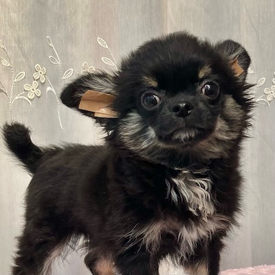 チワワ 犬の販売・譲渡 28225 崩れき突入につき格安!欠点なし!