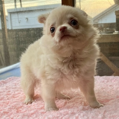チワワ 犬の販売・譲渡 28226 愛嬌抜群!もふもふクリームくん!