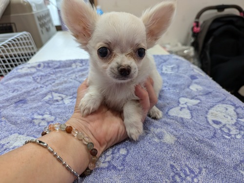 チワワ 犬の販売・譲渡 28227 クリーム