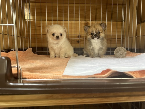 チワワ 犬の販売・譲渡 28228 可愛いので会いに来て