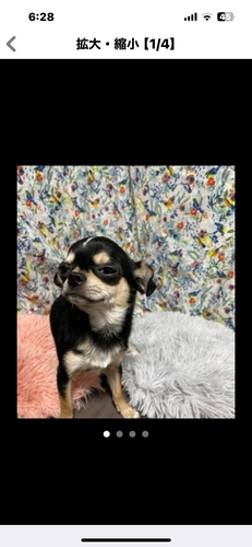 チワワ 犬の販売・譲渡 28229 レアカラー因子持ちスムースチワワ
