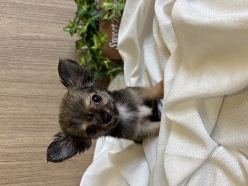 チワワ 犬の販売・譲渡 28230 超ミニサイズのロングチワワ君