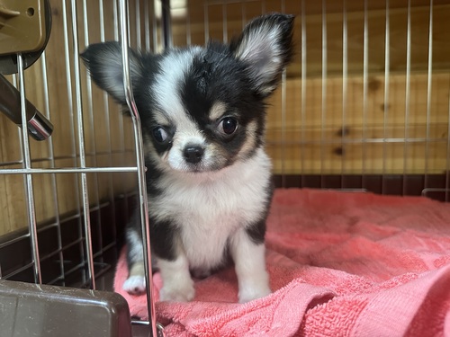 チワワ 犬の販売・譲渡 28231 可愛い男の子