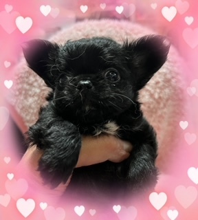 チワワ 犬の販売・譲渡 28232 ありがとうございました。