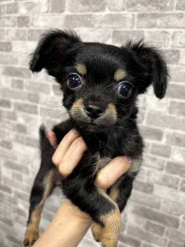 チワワ 犬の販売・譲渡 28234 ブラックタンホワイト