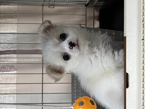 チワワ 犬の販売・譲渡 28235 明るい性格のぼくちん