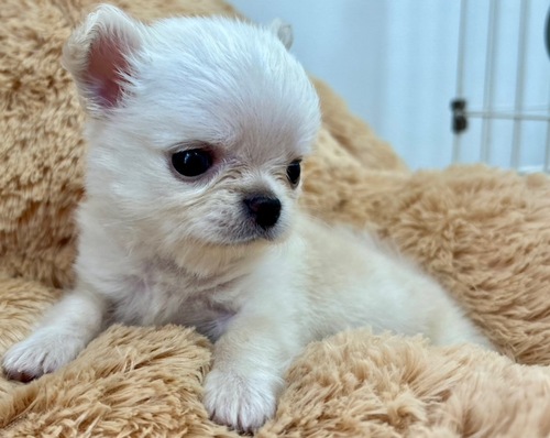 チワワ 犬の販売・譲渡 28244 チワワ・クリームの男の子🐾