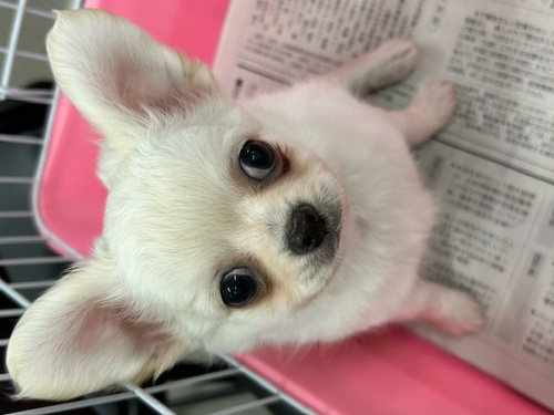チワワ 犬の販売・譲渡 28246 可愛い子