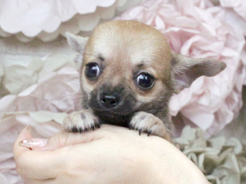 チワワ 犬の販売・譲渡 28248 優良血統☆父親JKCチャンピオン!