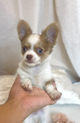 チワワ 犬の販売・譲渡 28249 海外イケメンみたいなチワワ君ロング