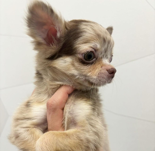 チワワ 犬の販売・譲渡 28251 ご家族様決まりました