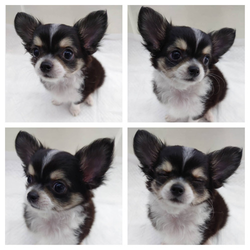 チワワ 犬の販売・譲渡 28252 チワワ♪