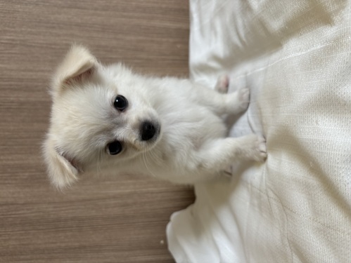 チワワ 犬の販売・譲渡 28254 ロングチワワ 男の子