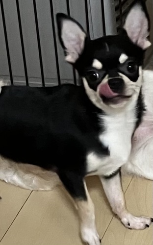 チワワ 犬の販売・譲渡 28257 〇。 里親様募集。経費のみ。〇