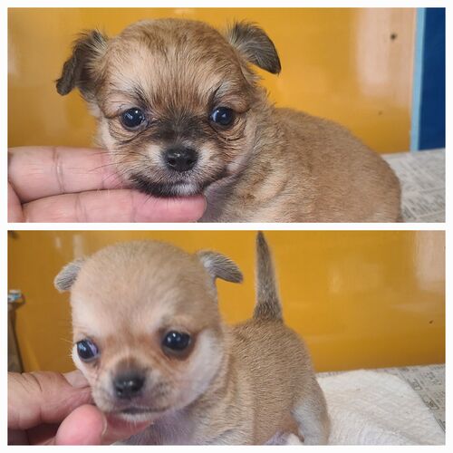 チワワ 犬の販売・譲渡 28260 沢山のお問い合わせ有り難う御座いました。