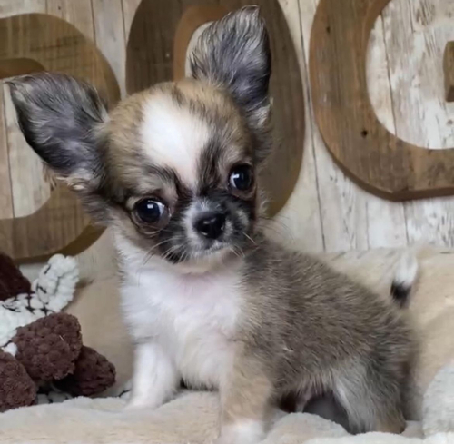 チワワ 犬の販売・譲渡 28264 件名なし 子犬販売の情報