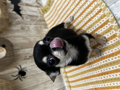 チワワ 犬の販売・譲渡 28265 小さめサイズSチワワちゃん