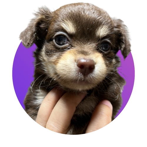 チワワ 犬の販売・譲渡 28268 激カワチョコタン