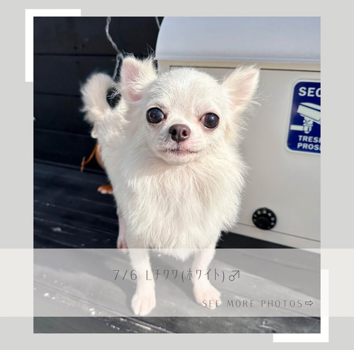 チワワ 犬の販売・譲渡 28272 【総額】ホワイトクリーム