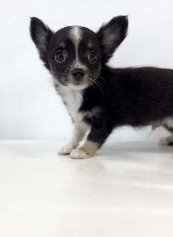 チワワ 犬の販売・譲渡 28274 激かわのチワワロング君 7972