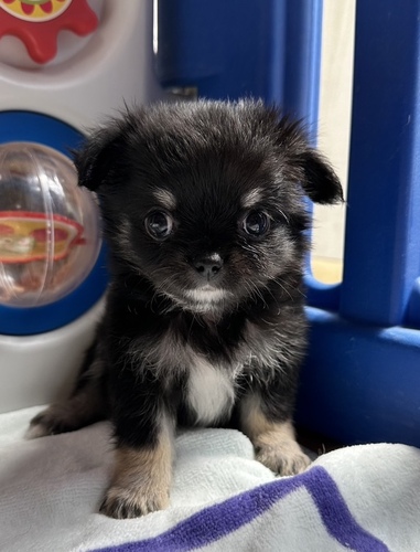 チワワ 犬の販売・譲渡 28276 ご縁に感謝♪
