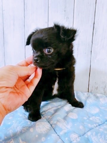 チワワ 犬の販売・譲渡 28277 ありがとうございました