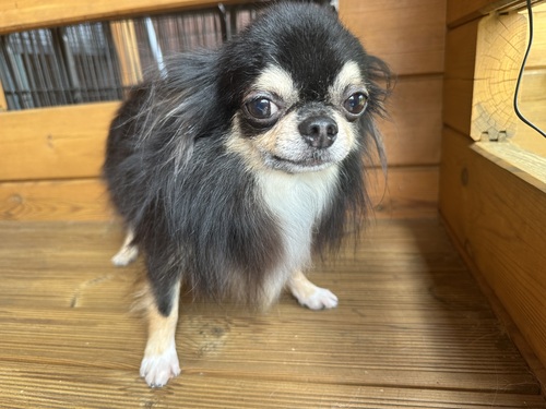 チワワ 犬の販売・譲渡 28278 おとなしい子です。