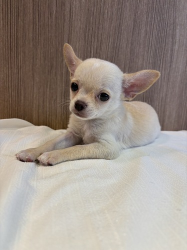 チワワ 犬の販売・譲渡 28280 スムースコート 男の子