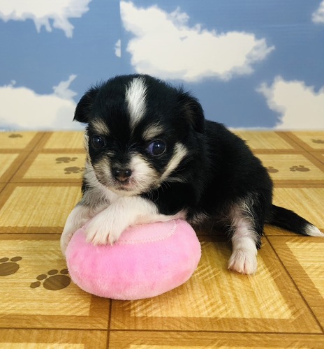 チワワ 犬の販売・譲渡 28281 ヨチヨチ歩き始めました男の子