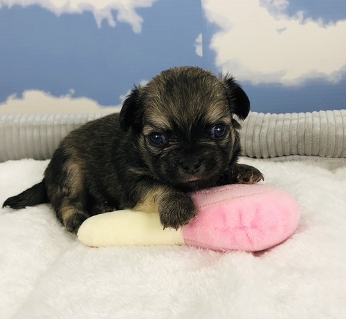 チワワ 犬の販売・譲渡 28282 6兄弟の次男です