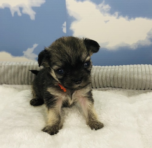 チワワ 犬の販売・譲渡 28283 6兄弟の長女です