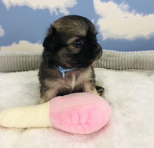 チワワ 犬の販売・譲渡 28284 目が開いたばかりの女の子です