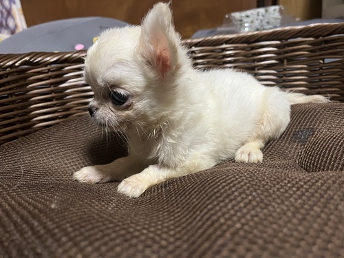 チワワ 犬の販売・譲渡 28289 500g極小チワワ タレ目のクリームちゃん