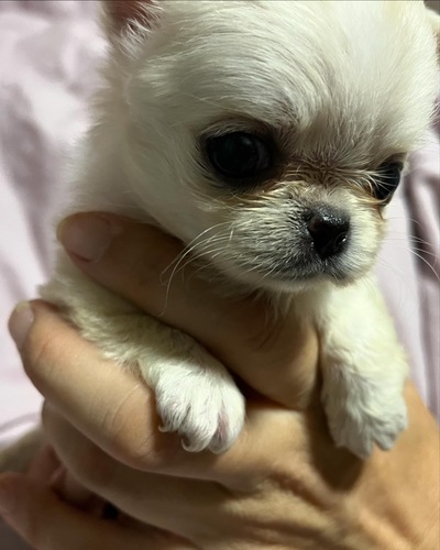 チワワ 犬の販売・譲渡 28294 特選の女の子。業者様オッケーです
