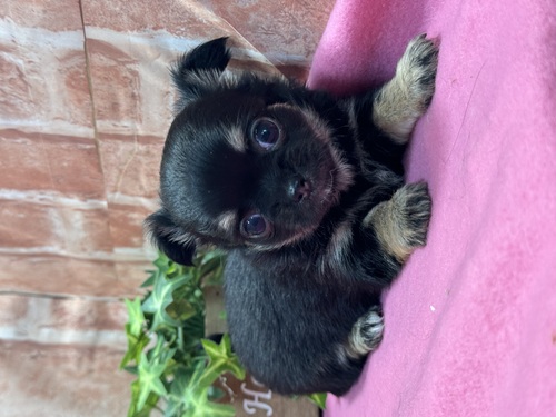 チワワ 犬の販売・譲渡 28295 小さめ4兄妹