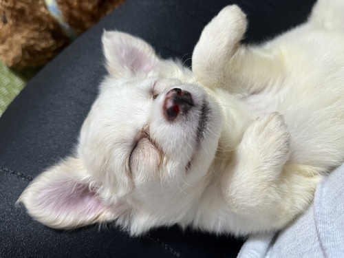 チワワ 犬の販売・譲渡 28296 ありがとうございます。