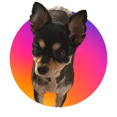 チワワ 犬の販売・譲渡 28300 ありがとうございます。