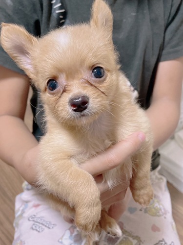 チワワ 犬の販売・譲渡 28303 チワワ