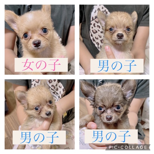 チワワ 犬の販売・譲渡 28309 チワワのご家族様募集〜!