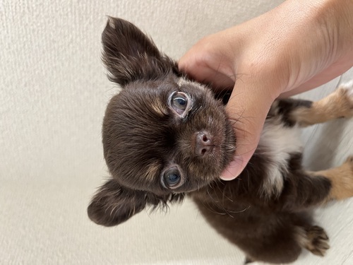 チワワ 犬の販売・譲渡 28314 チョコタン男の子☆