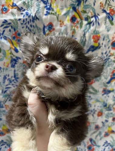 チワワ 犬の販売・譲渡 28317 ありがとうございました