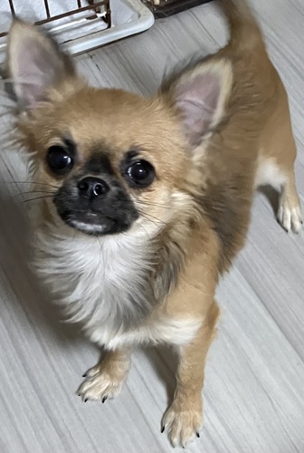 チワワ 犬の販売・譲渡 28323 〇。 ロングチワワドグー価格! 。〇