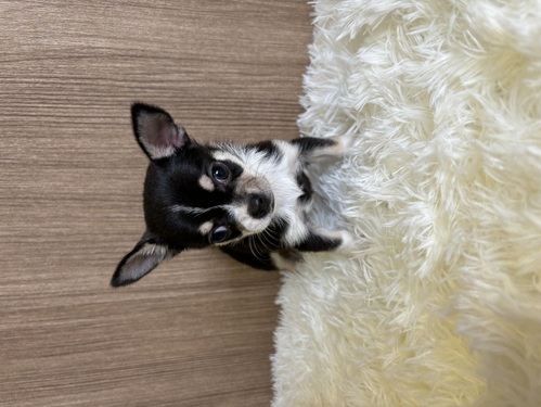 チワワ 犬の販売・譲渡 28325 スムースチワワ 男の子