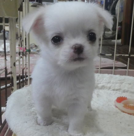 チワワ 犬の販売・譲渡 28327 ホワイトの女の子