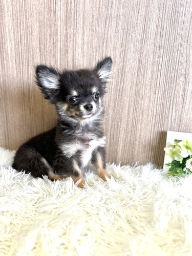 チワワ 犬の販売・譲渡 28335 ブラックタン&ホワイト